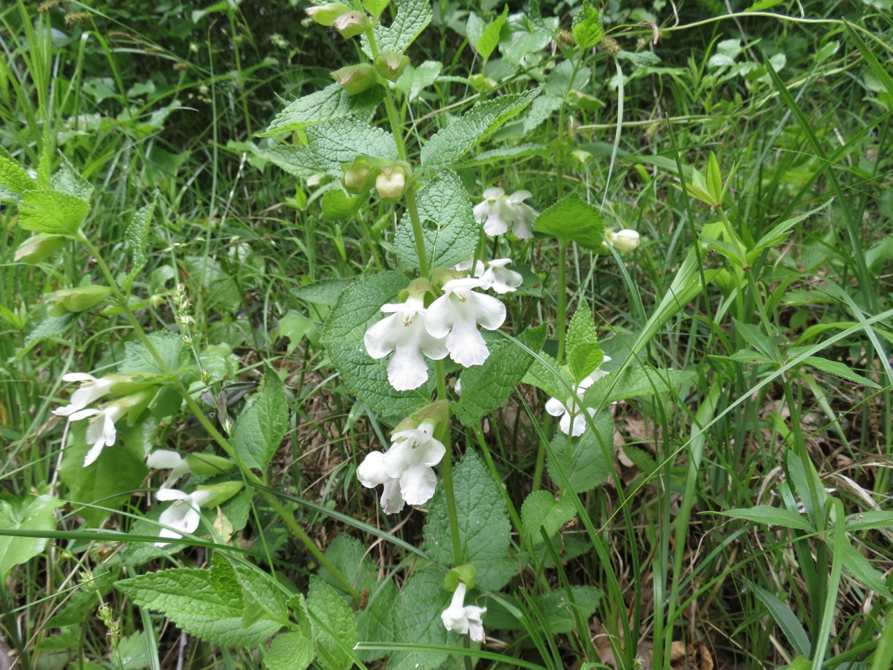 Mélitte à feuilles de mélisse 1351